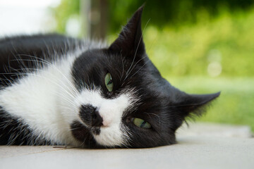 Tired black and white cat resting on a terrace on a hot summer day - 624115427