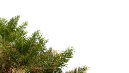 palm tree leaves in 3d rendering isolated on white background	
