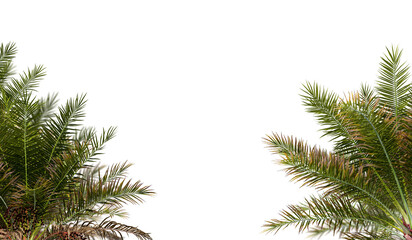 Obraz premium Palm leaves isolated on white 