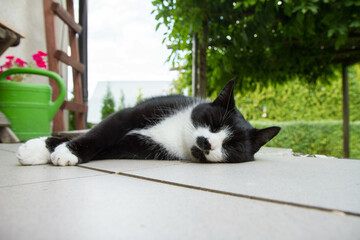 Tired black and white cat resting on a terrace on a hot summer day