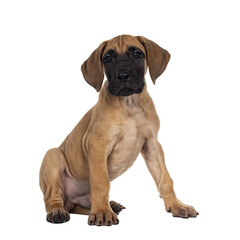 Handsome fawn / blond Great Dane puppy, sitting side ways. Looking straight at lens with dark shiny...