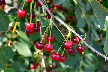 bunch of red cherries on the branch with green leaves in the garden close up 
