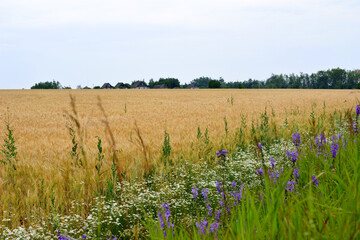 wheat field with camomiles and bluebells and village on background copy space  