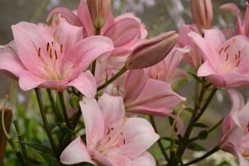 A large bush of pink large decorative lilies in the garden in summer