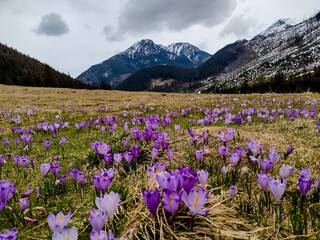 Fototapeta premium Spring comes to the mountains of the Tatras. Poland.