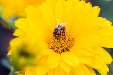 Pszczoła zbierająca nektar