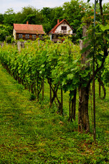 Fototapeta na wymiar Vineyards in Heviz, Hungary