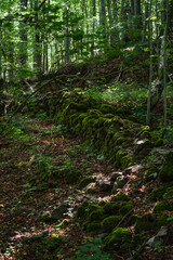 Wall ruins in the middle of a forest.