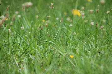 Tall Grass Yellow Flower Blur Focus