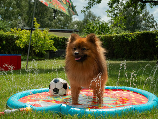 Spitz dog in a dog fountain on a green lawn. Spitz dog plays in the water.