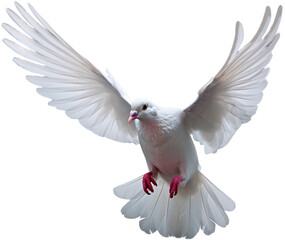 Obraz premium White dove isolated on transparent background, pigeon, regenerative AI 