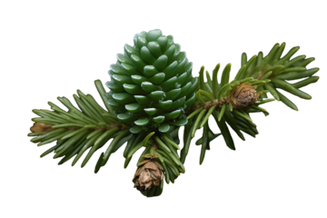  Balsam Fir Abies balsamea, Transparent background. generative AI