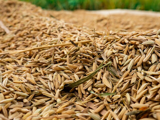 rice grain being dried by farmers
