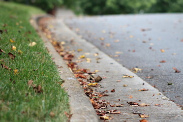 Leaves along road