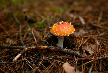 A red fly agaric in a summer forest under the pine branches, close-up. 