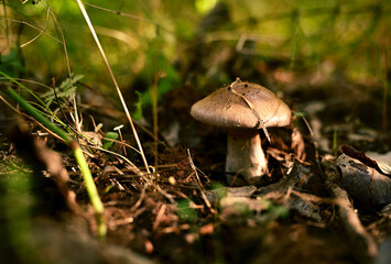 A small edible mushroom with a fleshy cap and stem is growing in a summer forest on the ground...