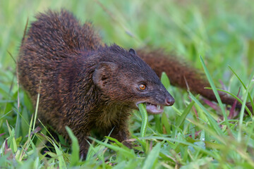 Mongoose (Urva javanica) eating a snake as their prey