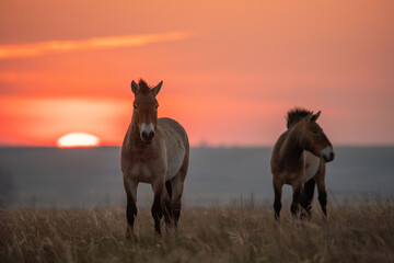 Fototapeta na wymiar Wild Przewalski's horses. A rare and endangered species originally native to the steppes of Central Asia. Reintroduced at the steppes of South Ural. Sunset, golden hour