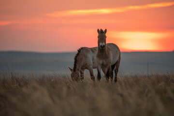 Wild Przewalski's horses. A rare and endangered species originally native to the steppes of Central Asia. Reintroduced at the steppes of South Ural. Sunset, golden hour
