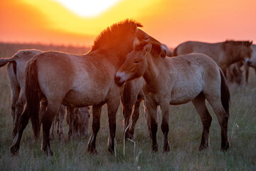 Wild Przewalski's horses. A rare and endangered species originally native to the steppes of Central Asia. Reintroduced at the steppes of South Ural. Sunset, golden hour