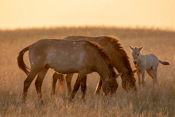 Wild Przewalski's horses. A rare and endangered species originally native to the steppes of Central...