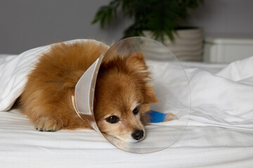 Sad puppy of small breed dog lies sheltered on bed with lava tied from wound in protective collar....