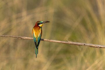 The bee-eater on its perch. Colorful birds.