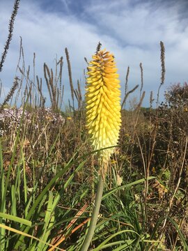 yello flower against blue sky