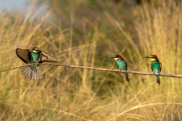 The bee-eater on its perch. Colorful birds.