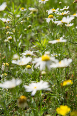 Chamomile blooming in a meadow
