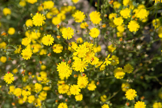 The hawkweed plant blooming in the summer