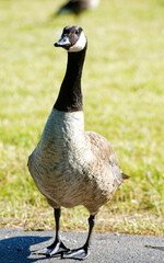 Waterfowl: A single shoveler looks into the camera