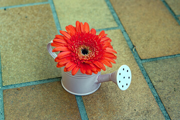 Garden, flowers and blossoms: Decoration, gerbera, flower in a small watering can as a vase