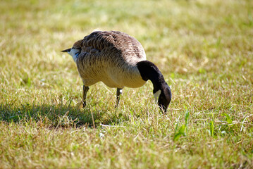 Waterfowl: Single shoveler in a meadow foraging