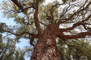 Cork oak, a tree with beautiful bark, viewed from below,