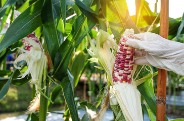 Woman worker picking fresh organic white and Red purple corn in bio farm, Gardener, Farmer are harvesting  mix color corn for sell to market. harvest from Thai farm to research genetically modified. - obrazy, fototapety, plakaty