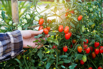 Woman worker picking a lots of fresh organic queen tomatoes in vegetable garden, farmer producer of...