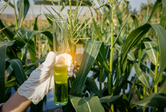 Agricultural,ecologist scientist researching plants diseases, pesticides by using liquid in glass test tube for sent to lab. Biotechnology examining observing analyze chemical reactions in corn field.