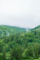 Fototapeta premium Mountain forest. Forest landscape in the mountains. Landscape of the forest in the mountains of the Ukrainian Carpathians