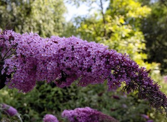 Obraz premium cluster of purple BUdleja bush flowers close up