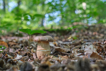 Edible mushroom Boletus in the summer forest. The mushroom cap cracked from the summer heat. Delicious culinary mushroom in the wild