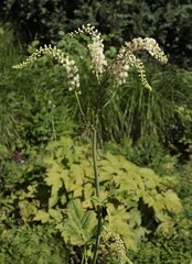 white flowers of Cimicifuga racemosa plant in the garden