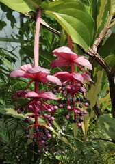 pink flowers of  Medinilla speciosa tropical plant close up
