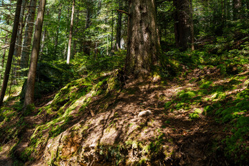Mountain landscape. Green moss in the mountain forest