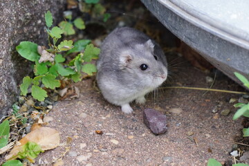 Kleiner grauer Hamster auf Pflastersteinen neben Unkraut