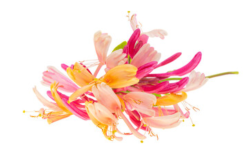 pink honeysuckle isolated