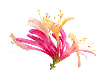 pink honeysuckle isolated