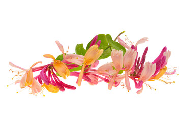 pink honeysuckle isolated