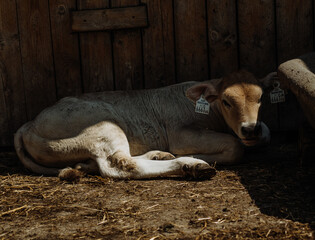 cow in the shadow