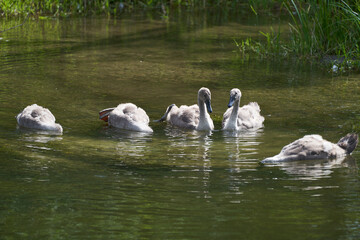 Swan Family